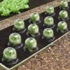 IDMARKET Cloche à Salades X12 Serre De Protection Pour Plants -Protection Pour Végétaux Soldes 11441595 1