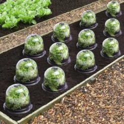 IDMARKET Cloche à Salades X12 Serre De Protection Pour Plants