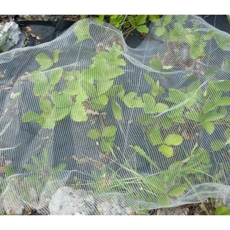 DIRECT FILET Filet Anti-insecte 45g Pour Le Potager Bioclimat | 2 X 5 M 6 DIRECT FILET Filet Anti-insecte 45g Pour Le Potager Bioclimat | 2 X 5 M – Image 4