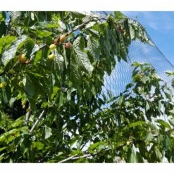 DIRECT FILET Rouleau De Filet Anti-oiseau (100m)| Maille De 25mm | Vert - 2 M -Protection Pour Végétaux Soldes 14832652 3