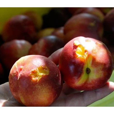 DIRECT FILET Filet Anti-grêle 8x8m Pour Caravane, Voiture Ou Arbre 7 DIRECT FILET Filet Anti-grêle 8x8m Pour Caravane, Voiture Ou Arbre – Image 5