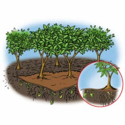 Toile De Paillage Bio-Mulch En Feutre, 1,5 X 10 M, Qualité Professionnelle GartenMeister -Protection Pour Végétaux Soldes 15045256 4