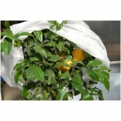 JANY FRANCE Voile D'hivernage - PP Non Tissé 22g/m² - 2x5m