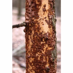 Protection En Spirale Pour Les Arbres - 60 Cm - 2 Pièces Schacht 5 Protection En Spirale Pour Les Arbres - 60 Cm - 2 Pièces Schacht -Protection Pour Végétaux Soldes 19471638 2