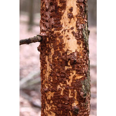 Protection En Spirale Pour Les Arbres - 60 Cm - 2 Pièces Schacht 4 Protection En Spirale Pour Les Arbres - 60 Cm - 2 Pièces Schacht – Image 2