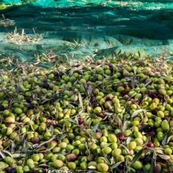 Filet De Récolte Pour Olives Avec Oeillets Et Ouverture Tronc - Vert - Linxor - Vert 9 Filet De Récolte Pour Olives Avec Oeillets Et Ouverture Tronc - Vert - Linxor - Vert -Protection Pour Végétaux Soldes 24233510 4