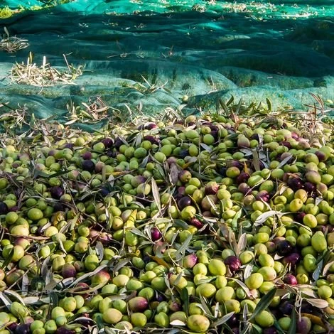 Filet De Récolte Pour Olives Avec Oeillets Et Ouverture Tronc - Vert - Linxor - Vert 6 Filet De Récolte Pour Olives Avec Oeillets Et Ouverture Tronc - Vert - Linxor - Vert – Image 4