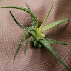 AQUAGART 184 M² Film De Paillage, Feutre De Paillage Anti-mauvaises Herbes, Toile De Paillage 80 G 1,6 M De Large, Marron -Protection Pour Végétaux Soldes 29732349 4