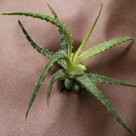 AQUAGART 27 M² Film De Paillage, Feutre De Paillage Anti-mauvaises Herbes, Toile De Paillage 80 G 1,8 M De Large, Marron 6 AQUAGART 27 M² Film De Paillage, Feutre De Paillage Anti-mauvaises Herbes, Toile De Paillage 80 G 1,8 M De Large, Marron – Image 4