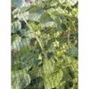 TENAX Filet De Protection 2x5m -Protection Pour Végétaux Soldes 298596 1