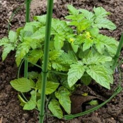 BEARSU 2 Ensembles De Cages De Support De Plantes Réglables Anneaux De Support De Tomates Pour Plantes De Jardin Avec 100 Pièces De Liens Torsadés Pour L'utilisation De Plantes Grimpantes -Protection Pour Végétaux Soldes 35896540 3