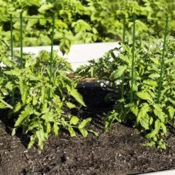 BEARSU 2 Ensembles De Cages De Support De Plantes Réglables Anneaux De Support De Tomates Pour Plantes De Jardin Avec 100 Pièces De Liens Torsadés Pour L'utilisation De Plantes Grimpantes -Protection Pour Végétaux Soldes 35896540 4