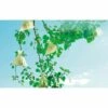 NORTENE Housses à Fruit - 20 X 30 Cm - 50 Housses -Protection Pour Végétaux Soldes 36335295 1