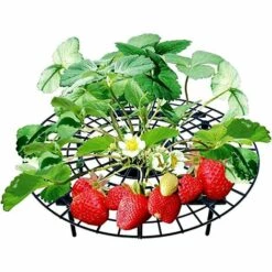 ALMI Support Fraisier 3PCS Support De Culture Pour Fraises Support à Fruit Légume Répulsif Anti Limace Escargot Grille De Protection Contre Escargot Empêchent Les Fraises De Pourrir Dans Les Jours De Pluie 11 ALMI Support Fraisier 3PCS Support De Culture Pour Fraises Support à Fruit Légume Répulsif Anti Limace Escargot Grille De Protection Contre Escargot Empêchent Les Fraises De Pourrir Dans Les Jours De Pluie -Protection Pour Végétaux Soldes 44807149 5