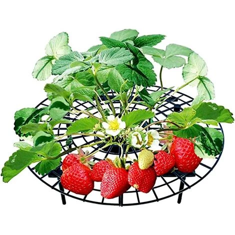 ALMI Support Fraisier 3PCS Support De Culture Pour Fraises Support à Fruit Légume Répulsif Anti Limace Escargot Grille De Protection Contre Escargot Empêchent Les Fraises De Pourrir Dans Les Jours De Pluie 7 ALMI Support Fraisier 3PCS Support De Culture Pour Fraises Support à Fruit Légume Répulsif Anti Limace Escargot Grille De Protection Contre Escargot Empêchent Les Fraises De Pourrir Dans Les Jours De Pluie – Image 5