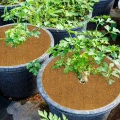 SUPERMARKET Disque De Protection Plante 12 Pcs Tapis De Coco Plantes,Disque De Paillage Coco Disques De Paillage 100% Noix De Coco Disque En Fibre De Coco,Protection Pour Plantes En Pot Plantes Protection Tapis,Superma 9 SUPERMARKET Disque De Protection Plante 12 Pcs Tapis De Coco Plantes,Disque De Paillage Coco Disques De Paillage 100% Noix De Coco Disque En Fibre De Coco,Protection Pour Plantes En Pot Plantes Protection Tapis,Superma -Protection Pour Végétaux Soldes 47849167 3