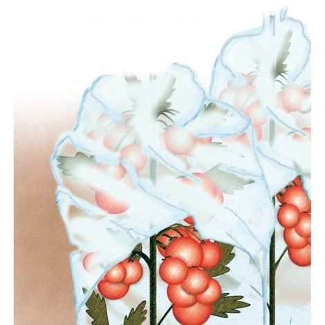 BAUHERR Protège Tomate 0,8x10m 17g/m2, Blanc, SB 3 BAUHERR Protège Tomate 0,8x10m 17g/m2, Blanc, SB