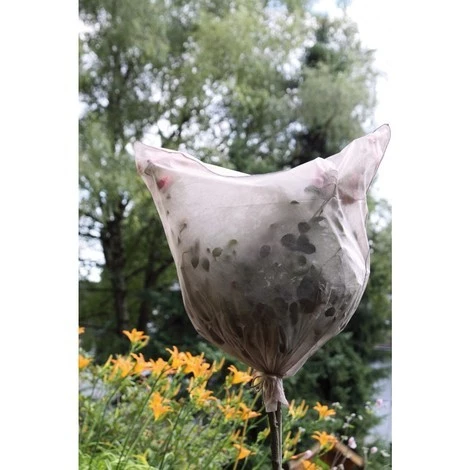 BAUHERR Protection Roses 30g/m2, Beige,3 Unités 3 BAUHERR Protection Roses 30g/m2, Beige,3 Unités