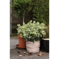 BAUHERR Protection Pot Toison 0,5x6m 50g/m2, Beige