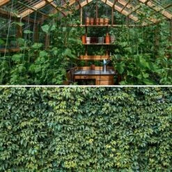 Filet à Plantes Grimpantes, Filet De Jardin, Filet D'Escalade Pour Plantes, 1,8 X 3,6m Filet De Treillis, Filet à Ramer Haricots, Treillis Jardin Filet Pour Concombre Légume Plante Grimpantes，Starlight -Protection Pour Végétaux Soldes 50941840 5