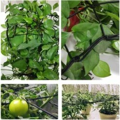 Filet Pour Salle De Culture Hydroponique, Filet De Pression Pour Plantes, Grille élastique, Filet De Support Pour Tente, Grille Avec Crochet élastique, 70cm X 70cm Irisfr Noir 11 Filet Pour Salle De Culture Hydroponique, Filet De Pression Pour Plantes, Grille élastique, Filet De Support Pour Tente, Grille Avec Crochet élastique, 70cm X 70cm Irisfr Noir -Protection Pour Végétaux Soldes 52976754 5