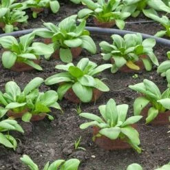 Maille De Cuivre 6 Metre Filet De Cuivre Tricoté Pour Maison,Triomphe Cuisine Et Jardin Contrôle De Chauve-Souris, Oiseaux, Escargot, Souris (6m X 12.7cm) -Protection Pour Végétaux Soldes 53244469 4