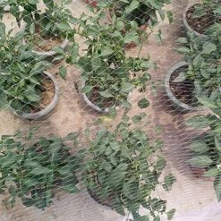 SUPERMARKET Filet Anti Oiseaux En Maille Filet De Protection Jardin, Filet Anti Pigeon Est Idéal Pour Prévenir Les Oiseaux Et Les Gros Insectes 3 × 7m,blanc,Superma 11 SUPERMARKET Filet Anti Oiseaux En Maille Filet De Protection Jardin, Filet Anti Pigeon Est Idéal Pour Prévenir Les Oiseaux Et Les Gros Insectes 3 × 7m,blanc,Superma -Protection Pour Végétaux Soldes 53315498 5