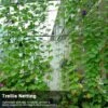 Treillis Filet De Soutien Plantes Grimpantes Légumes Fruits Fleurs Vigne FUIENKO -Protection Pour Végétaux Soldes 55268873 1