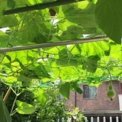 Treillis Filet De Soutien Plantes Grimpantes Légumes Fruits Fleurs Vigne FUIENKO 8 Treillis Filet De Soutien Plantes Grimpantes Légumes Fruits Fleurs Vigne FUIENKO -Protection Pour Végétaux Soldes 55268873 3