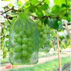 CADEAUX 50 Pièces Sac De Protection De Grappes De Raisins, Sac En Organza Des Fruits Avec Cordons Donne Protection Totale Contre Les Guêpes Les Oiseaux Et Autres Insectes (30 X 20 Cm, Vert Mousse)