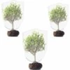 IRISFR 3 Pièces Filet De Protection Anti-Insectes, Filets Pour Jardin Avec Cordon De Serrage, Pour Protéger Plantes Fruits Fleurs Cultures Vergers (3 Taille)，Lilaris -Protection Pour Végétaux Soldes 56532450 1