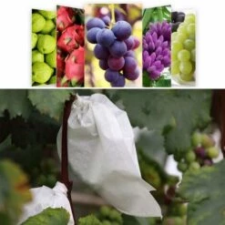 CADEAUX 100 Pcs Jardin Raisins Fruits Protection Sac Fruit Forêt Légumes Lit Fleur Pest Control Maille Sac Insect Isolation Net Barrière Sac (180 * 200mm, Blanc) 9 CADEAUX 100 Pcs Jardin Raisins Fruits Protection Sac Fruit Forêt Légumes Lit Fleur Pest Control Maille Sac Insect Isolation Net Barrière Sac (180 * 200mm, Blanc) -Protection Pour Végétaux Soldes 56623646 3