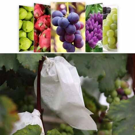 CADEAUX 100 Pcs Jardin Raisins Fruits Protection Sac Fruit Forêt Légumes Lit Fleur Pest Control Maille Sac Insect Isolation Net Barrière Sac (180 * 200mm, Blanc) 5 CADEAUX 100 Pcs Jardin Raisins Fruits Protection Sac Fruit Forêt Légumes Lit Fleur Pest Control Maille Sac Insect Isolation Net Barrière Sac (180 * 200mm, Blanc) – Image 3