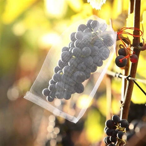 PETITES ECREVISSES 100 Pcs Sac Protection Fruits De 25x15cm Sachet Protection Raisin En Nylon Filet De Protection Pour Jardin Potager Contre Insectes Et Oiseaux 6 PETITES ECREVISSES 100 Pcs Sac Protection Fruits De 25x15cm Sachet Protection Raisin En Nylon Filet De Protection Pour Jardin Potager Contre Insectes Et Oiseaux – Image 4