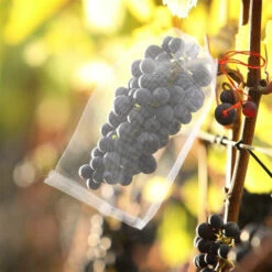 PETITES ECREVISSES Lot De 50 Sac Protection Fruits En Nylon Sachet Protection Raisin Filet De Protection Pour Jardin Potager 25x15cm -Protection Pour Végétaux Soldes 56801579 4