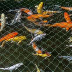 Randaco Filet De Bassin 2 M X 5 M Vert Filet D'étang à Poisson, Filet à Feuilles, Filet, Filet De Protection Contre Les Oiseaux, Robuste -Protection Pour Végétaux Soldes 56867385 4