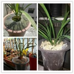 10pcs Filet De Protection Pour Plantes – Empêche De Retirer Le Terreau 15cm-20cm Filet Anti-oiseaux Et Anti-insectes LITZEE 9 10pcs Filet De Protection Pour Plantes – Empêche De Retirer Le Terreau 15cm-20cm Filet Anti-oiseaux Et Anti-insectes LITZEE -Protection Pour Végétaux Soldes 57658542 4