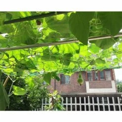 BENOBBY KIDS Filet D'escalade Pour Plantes, 1,8x5m Filet De Treillis Jardin Pour Plante Grimpantes En Nylon , Filet à Ramer Pour Récolte De Concombres Légume Tomates Et Autres Légumes 10 BENOBBY KIDS Filet D'escalade Pour Plantes, 1,8x5m Filet De Treillis Jardin Pour Plante Grimpantes En Nylon , Filet à Ramer Pour Récolte De Concombres Légume Tomates Et Autres Légumes -Protection Pour Végétaux Soldes 59207025 4