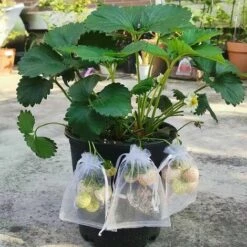REGALOS 50pcs Sacs De Protection Des Fruits Lutte Antiparasitaire Filet De Jardin Anti-oiseaux Sacs De Fraises Sac De Raisins En Maille Cordon De Serrage Sacs De Culture (15 * 20cm) -Protection Pour Végétaux Soldes 60063523 4
