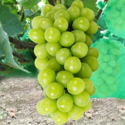 DONTODENT Sac De Protection De Raisin, Sac De Protection De Grappes De 100 Pièces, 28 X 38 Cm, Sac De Protection Des Plantes, Sac En Organza à Cordon De Serrage Pour Fruits (vert) Sac De Protection De Raisin, Sac De Protection De Grappes De 100 Pièces, 28 X 38 Cm, 5 DONTODENT Sac De Protection De Raisin, Sac De Protection De Grappes De 100 Pièces, 28 X 38 Cm, Sac De Protection Des Plantes, Sac En Organza à Cordon De Serrage Pour Fruits (vert) Sac De Protection De Raisin, Sac De Protection De Grappes De 100 Pièces, 28 X 38 Cm, -Protection Pour Végétaux Soldes 60940023 2