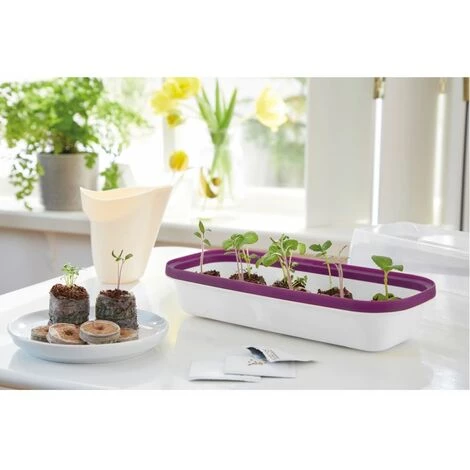 ROMBERG Boqube Display Bcle S <br /> 28 X 12 X 5 Cm, Très Stable, Couleur: Blanc / Prune 4 ROMBERG Boqube Display Bcle S <br /> 28 X 12 X 5 Cm, Très Stable, Couleur: Blanc / Prune – Image 2