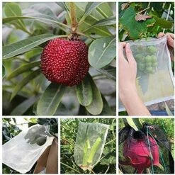 MINKUROW 50 Pièces Sacs Protection Fruits, Jardin Plante Fruits Protection Sac, Sacs Filet Pour Plantes Nylon, Pour Protéger Fruits, Prévenir Les Piqûres D'insectes, Rangez De Petits Objets,15*10cm 10 MINKUROW 50 Pièces Sacs Protection Fruits, Jardin Plante Fruits Protection Sac, Sacs Filet Pour Plantes Nylon, Pour Protéger Fruits, Prévenir Les Piqûres D'insectes, Rangez De Petits Objets,15*10cm -Protection Pour Végétaux Soldes 63297703 4