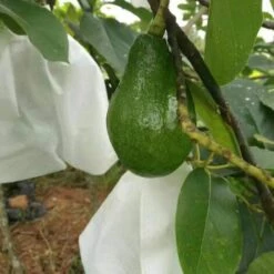 SLI-RES Filets De Protection Contre Les Insectes Et Les Oiseaux Pour Fruits, Plantes, Fleurs, Raisin, 18*20cm (Blanc) 100 Pcs，Lilaris -Protection Pour Végétaux Soldes 63565474 4