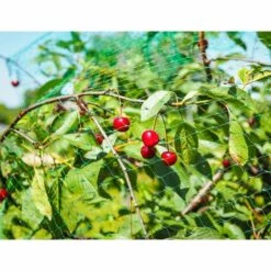 MEZHENG 2 Pièces 10 M X 4 M Filet Anti Oiseaux, Filet Oiseaux, Filet Arbre Fruitier, Filets Pour Jardin Protégez Arbres Fruitiers Et Les Légume Des Dommages Causés Par Les Oiseaux, Maille De 15 Mm -Protection Pour Végétaux Soldes 64119300 3
