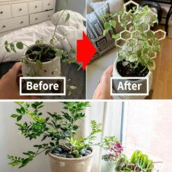 BENOBBY KIDS 3 Paquets Treillis De Plantes De Jardin Treillis En Nid D'abeille En Bois Treillis En Bois Pour Plantes Grimpantes Intérieur Extérieur Support De Tige De Vigne Plantes En Pot -Protection Pour Végétaux Soldes 64873701 3