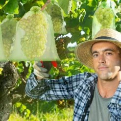 PERLE RARE Sac De Protection Grape Bunch, 120 Pièces 3 Tailles Sac De Protection De Fruits, Sac En Organza Avec Cordon De Serrage Pour Garder Les Guêpes Et Autres Insectes à L'extérieur -Protection Pour Végétaux Soldes 65619966 5