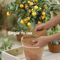 OSQI 6 Pièces Disque De Paillage,Protection D'hiver Pour Plantes En Pot,Plantes Protection Tapis,Biodégradable Tapis De Coco Plantes Pour Le Jardinage,20cm -Protection Pour Végétaux Soldes 65989535 4