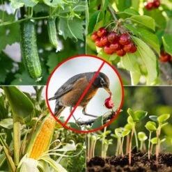 Filet De Protection Pour Arbres Fruitiers Protection Anti Oiseaux Et Animaux Filet En Polyéthylène Robuste Avec Mailles (vert,2*5m),Adélala 9 Filet De Protection Pour Arbres Fruitiers Protection Anti Oiseaux Et Animaux Filet En Polyéthylène Robuste Avec Mailles (vert,2*5m),Adélala -Protection Pour Végétaux Soldes 66381019 3