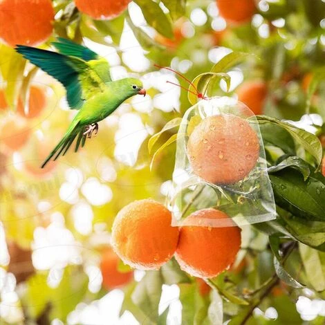 Filet Anti-oiseaux Et Anti-insectes- 50Pcs Fruits Sac De Protection Jardin Maille Sac GuêPe Protection Organza Sac Avec Cordon De Serrage Pour ProtéGer Contre Le Vinaigre De Cerise Mouche GuêPe Nourrir Les Oiseaux Insectes 25X15cm- GALOZZOIT 6 Filet Anti-oiseaux Et Anti-insectes- 50Pcs Fruits Sac De Protection Jardin Maille Sac GuêPe Protection Organza Sac Avec Cordon De Serrage Pour ProtéGer Contre Le Vinaigre De Cerise Mouche GuêPe Nourrir Les Oiseaux Insectes 25X15cm- GALOZZOIT – Image 4