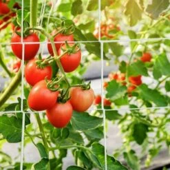 TANèTUE Filet De Treillis Pour Plantes De 5 X 60 Pi Filet De Treillis Pour Plantes En Polyester Robuste - Filet De Ficelle Flexible Pour Plantes De Vigne De Jardin (1 Paquet) -Protection Pour Végétaux Soldes 67427140 2